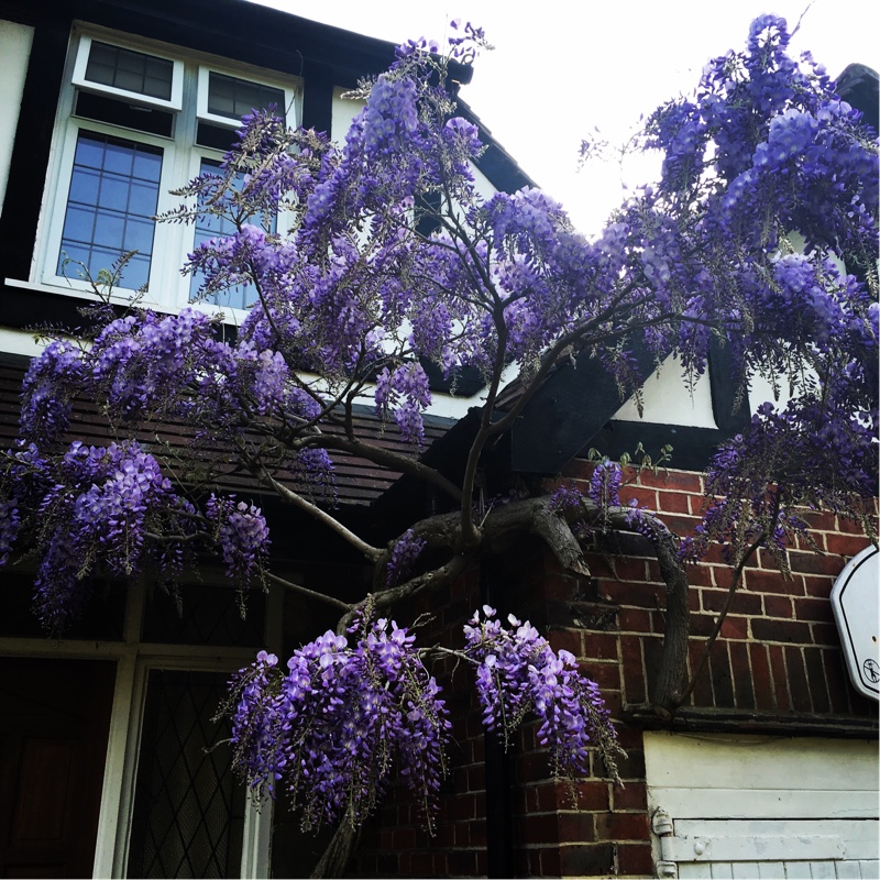 plant image 70529