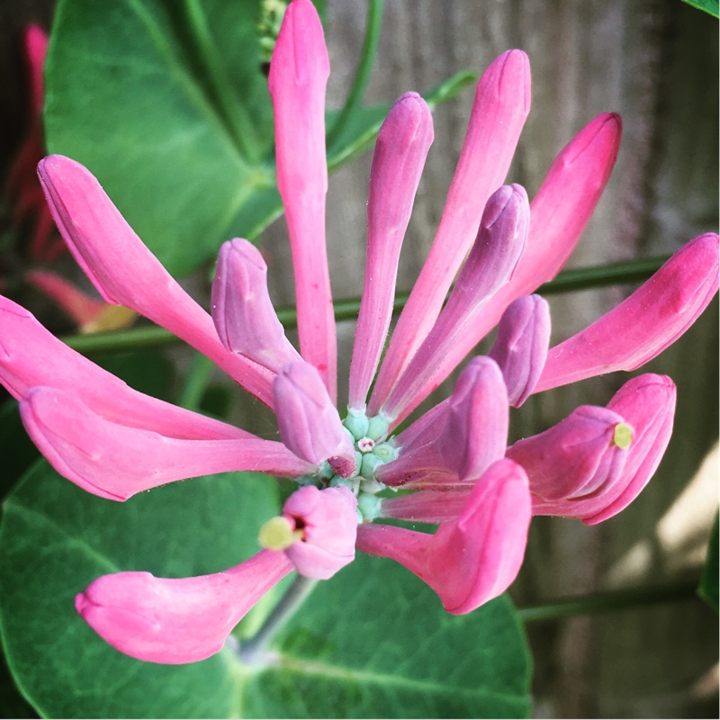 Plant image Lonicera periclymenum 'Belgica Select'