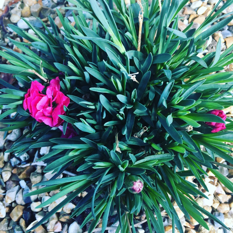 Dianthus 'Lily the pink'