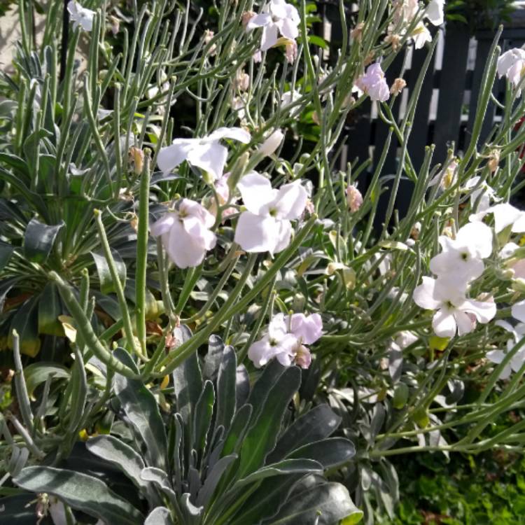 Plant image Matthiola Bicornis