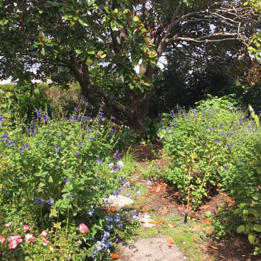 Katie's garden