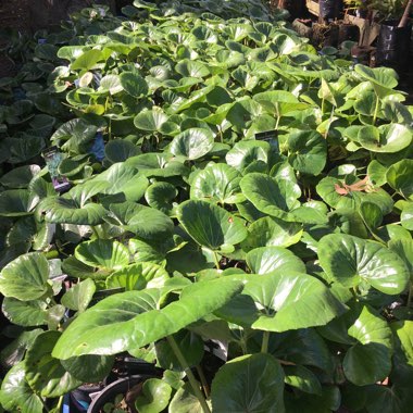 Katie's garden