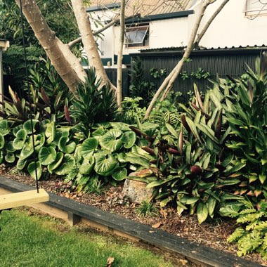 Katie's garden