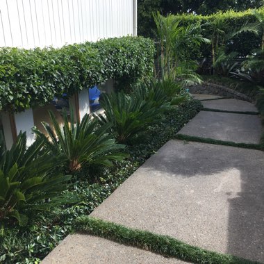 Katie's garden