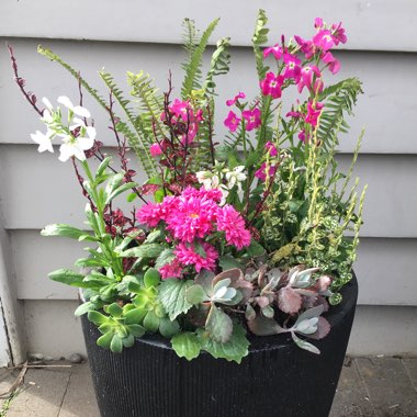 Katie's garden