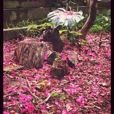 Katie's garden