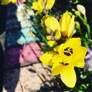 Katie's garden
