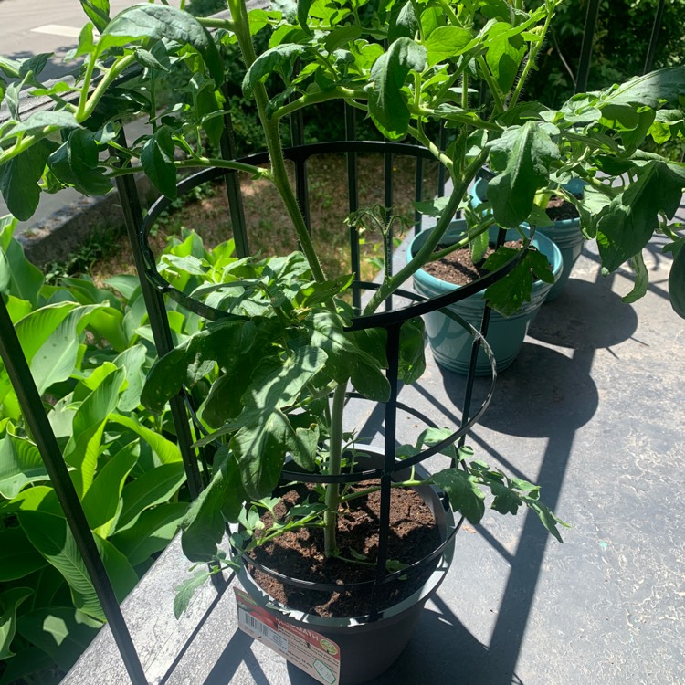 plant image 1598302