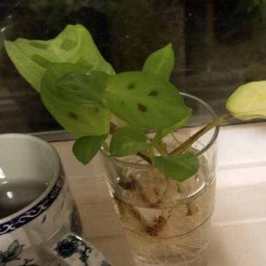 Prayer Plant