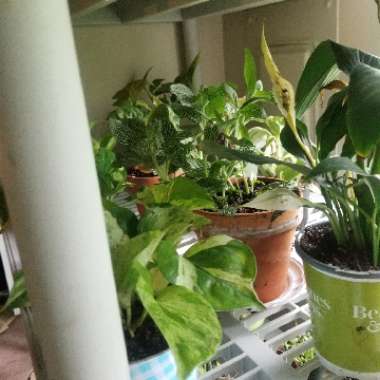 Katey's garden