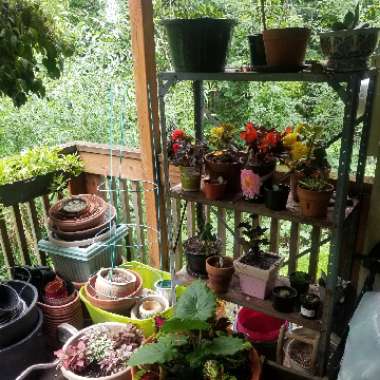 Katey's garden