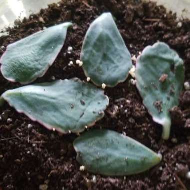 Kalanchoe