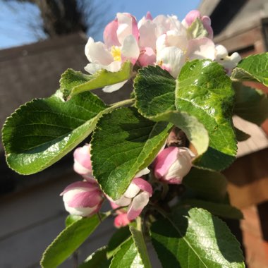 Malus domestica 'James Grieve'
