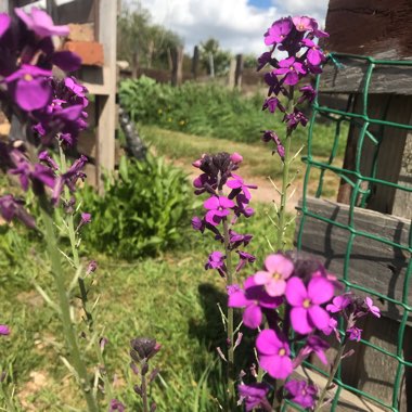 Erysimum 'Bowles's Mauve' syn. Erysimum linifolium 'Bowles' Mauve'