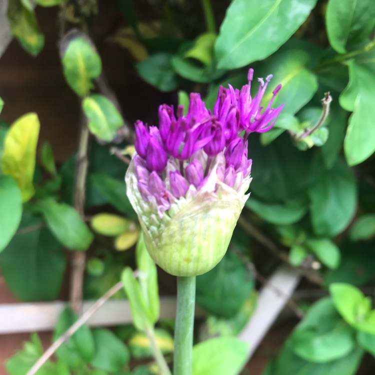 plant image 1016759 plant image 1016759