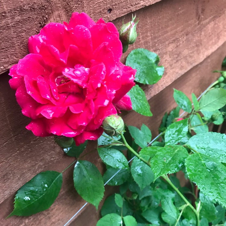 Plant image Rosa 'Paul's Scarlet'