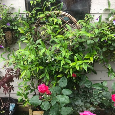 Trachelospermum jasminoides