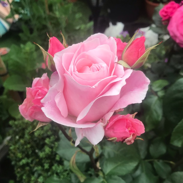 Plant image Rosa 'Queen Elizabeth'