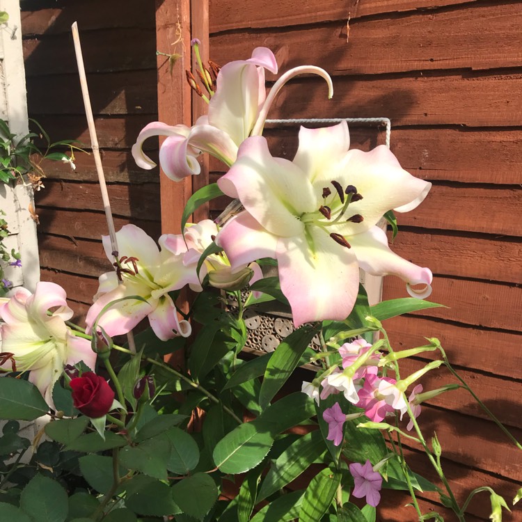 Plant image Lilium 'Pretty Woman'