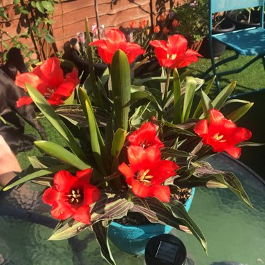 Tulipa 'Red Riding Hood'