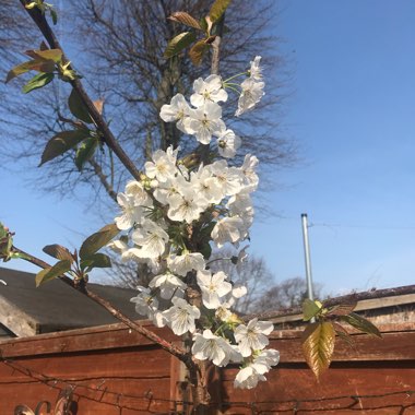 Prunus avium 'Stella'