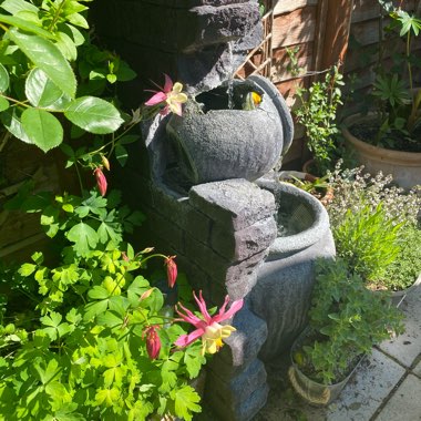 Kathleen's garden
