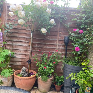 Kathleen's garden