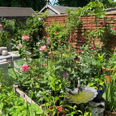 Kathleen's garden