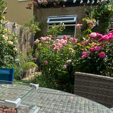 Kathleen's garden
