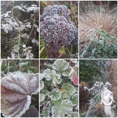 Kathryn's garden