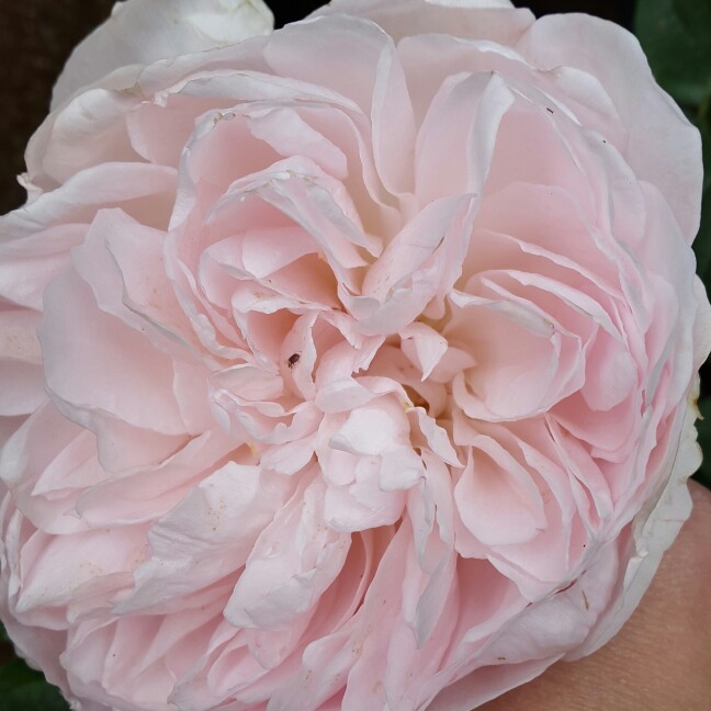 Plant image Rosa 'Ausrumba' syn. Rosa 'Gentle Hermione'