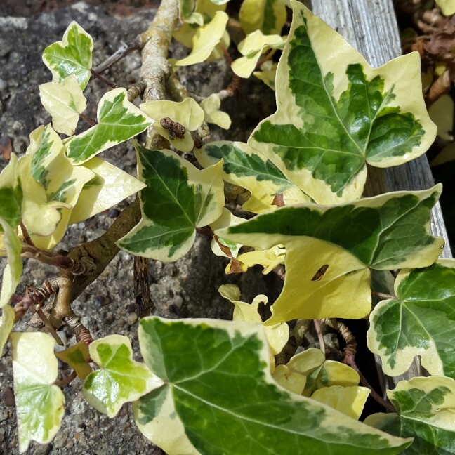 Plant image Hedera helix 'Golden Jytte'