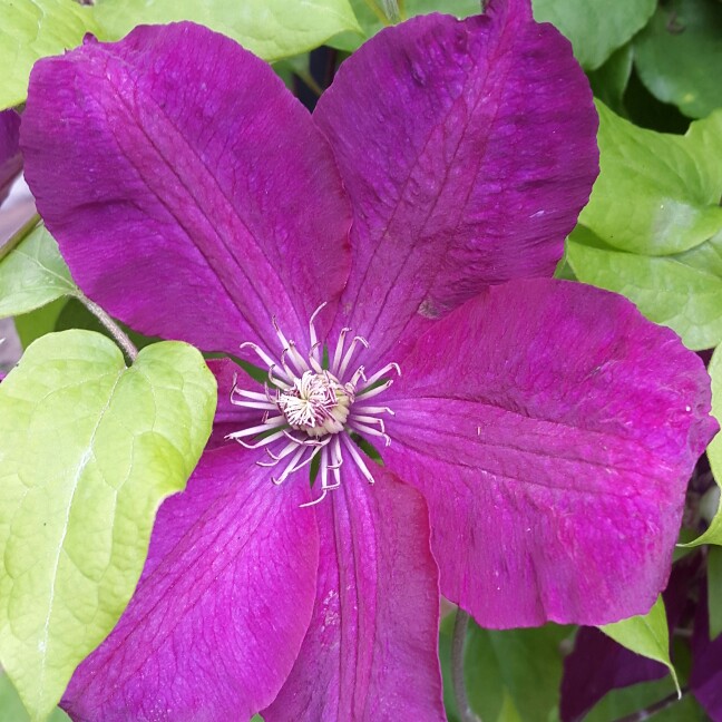 Plant image Clematis 'Ville De Lyon'
