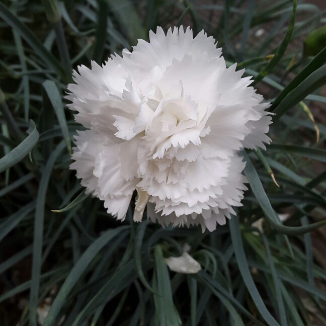 Plant image Dianthus Sunflor® 'White Surprise'