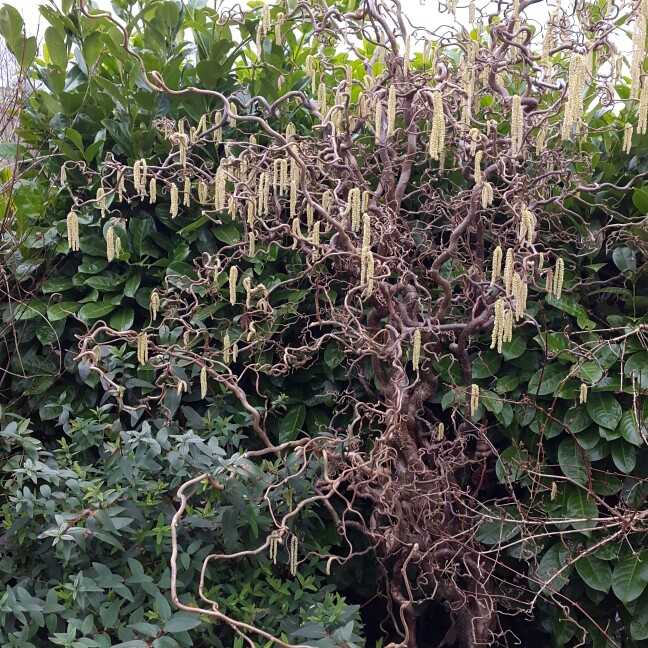 Salix matsudana