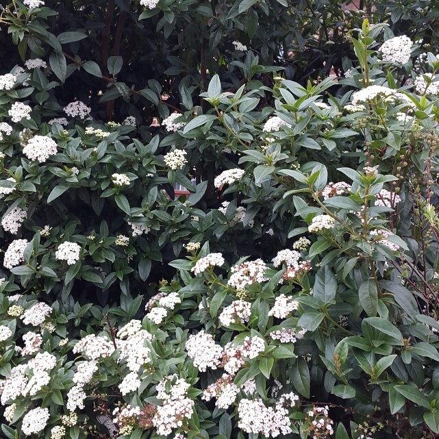 Plant image Viburnum davidii