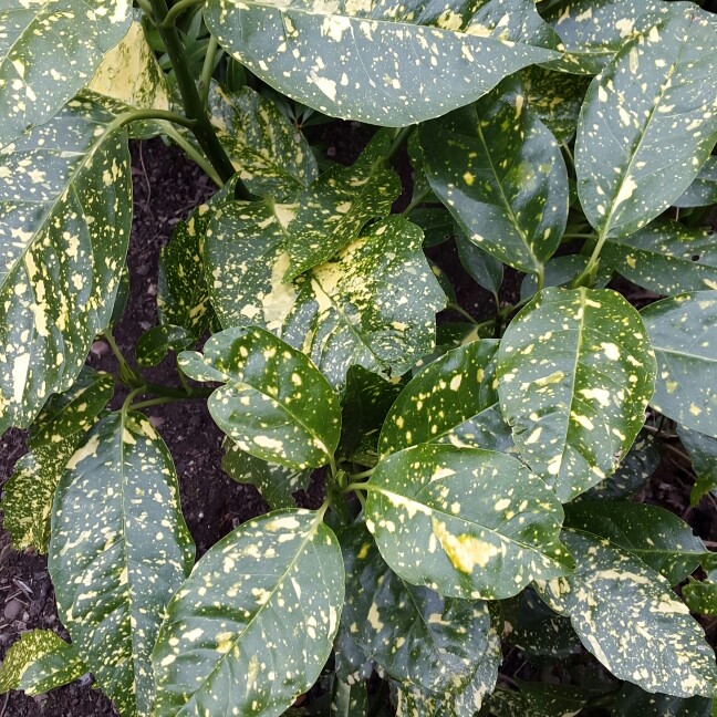 Plant image Aucuba japonica