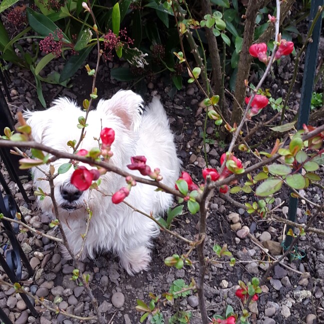 Plant image Chaenomeles japonica 'Cido'