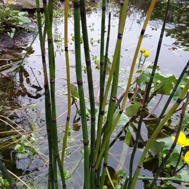 Plant image Equisetum Hyemale syn. Equisetum Japonica