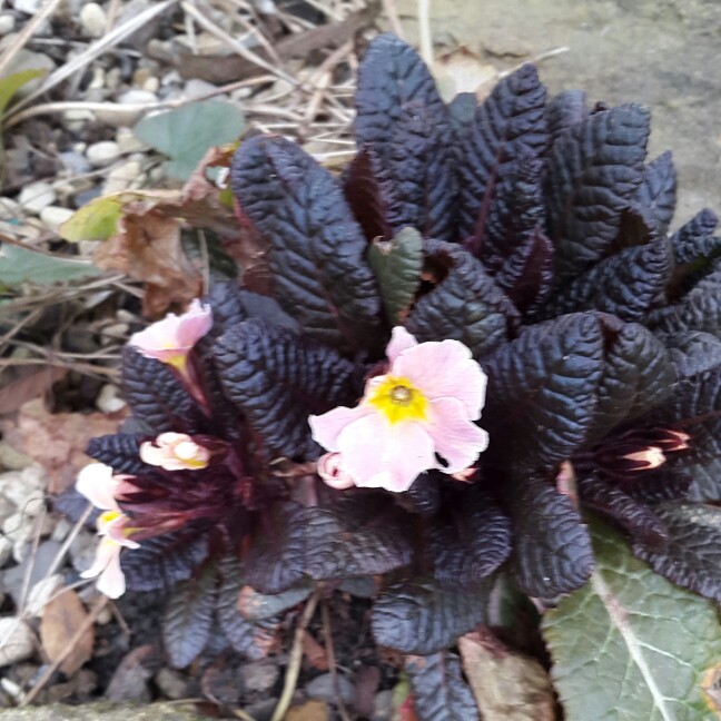 plant image 24840