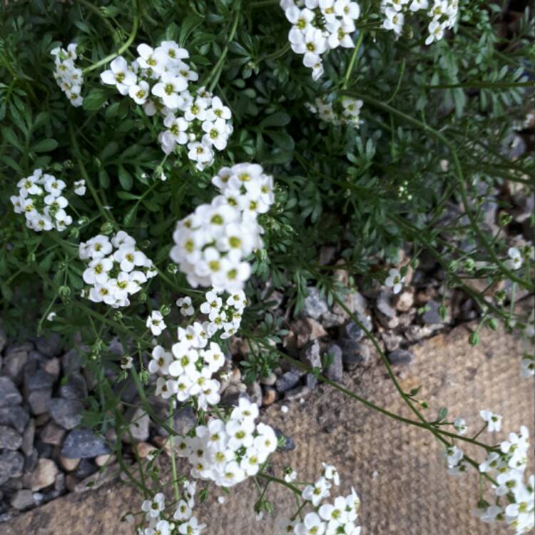 Plant image Pritzelago Alpine