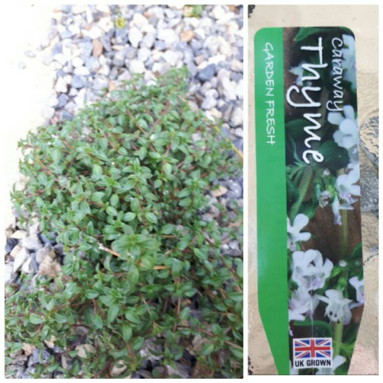 Plant image Thymus Herba Barona