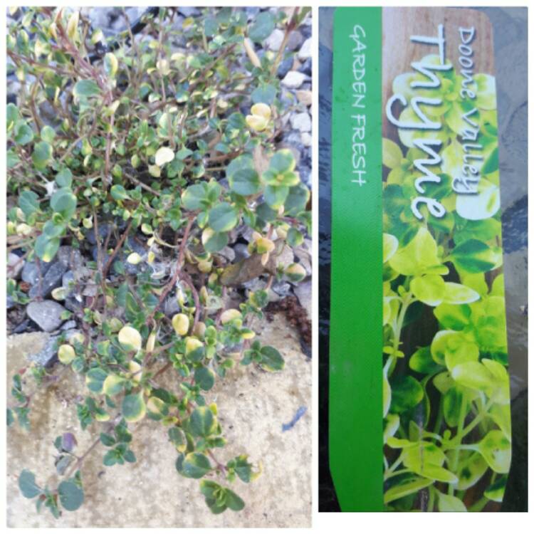 Plant image Thymus 'Doone Valley'