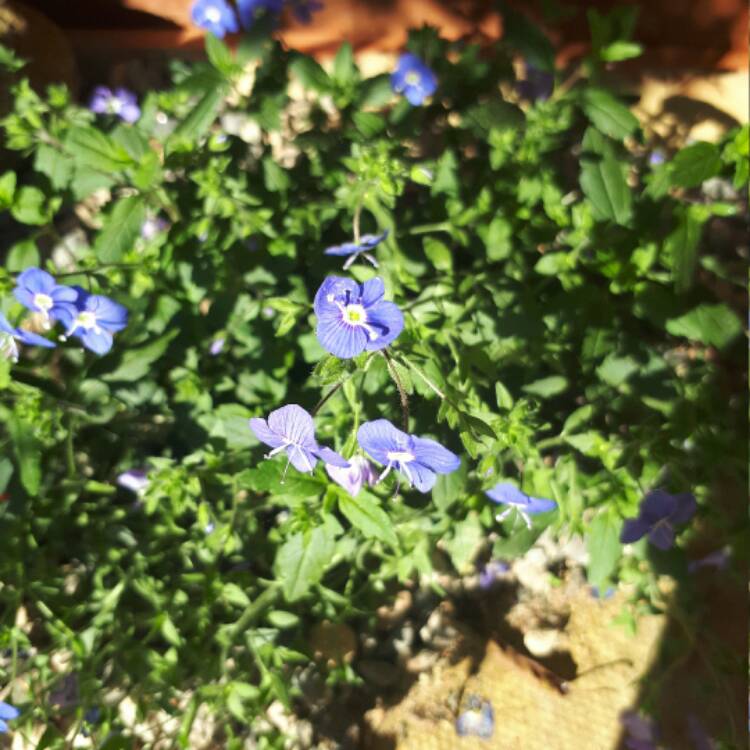Plant image Veronica peduncularis 'Georgia Blue' syn. Veronica umbrosa 'Georgia Blue', Veronica peduncularis 'Oxford Blue'