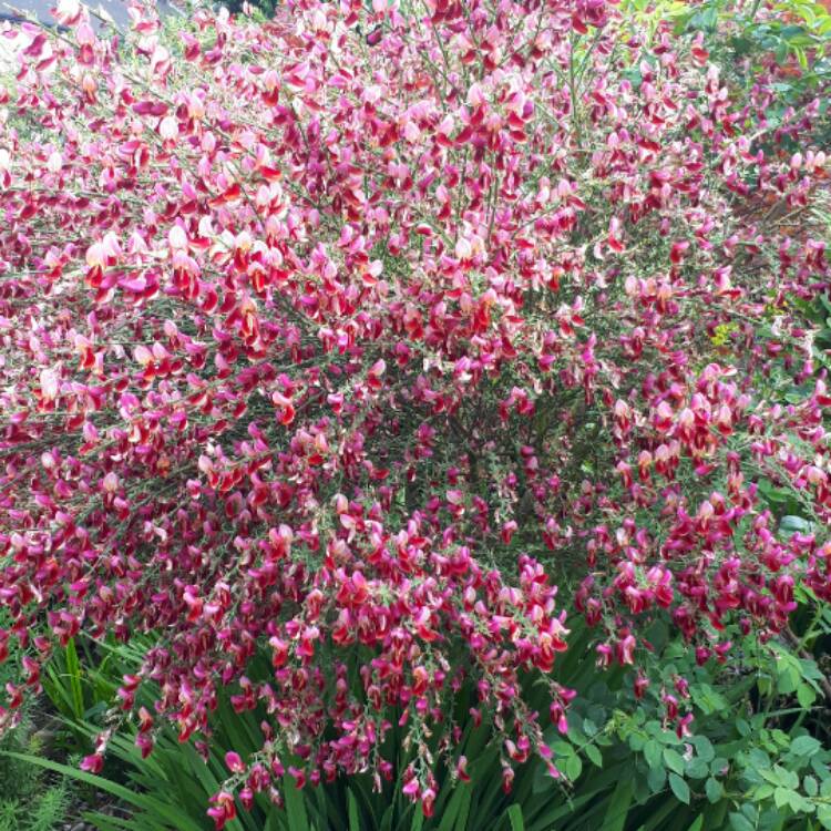Plant image Cytisus x boskoopii 'Windlesham Ruby' syn. Cytisus 'Windlesham Ruby'