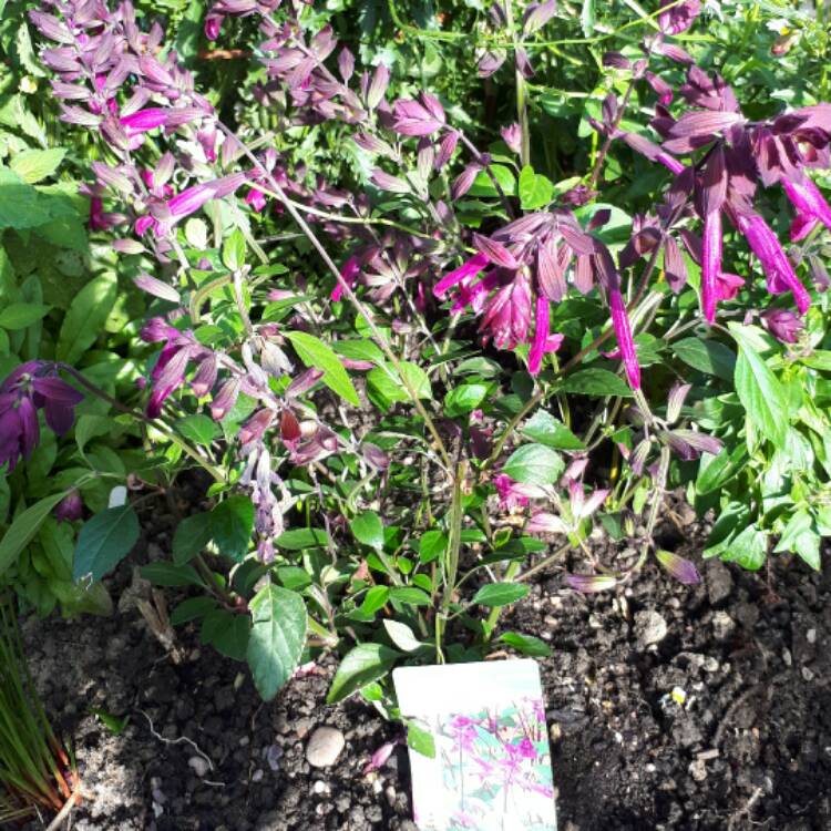 Plant image Salvia 'Serendip6' syn. Salvia 'Love and Wishes'