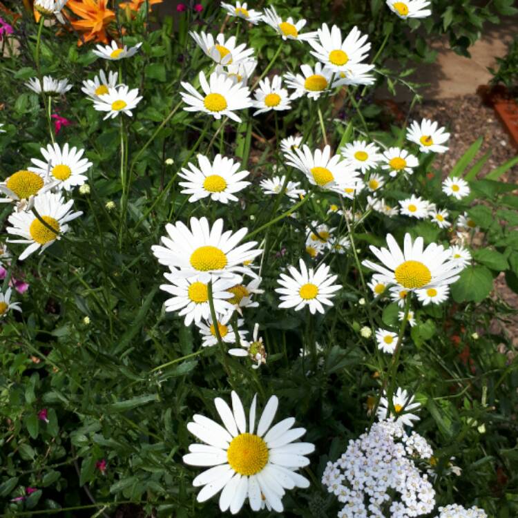 Plant image Leucanthemum vulgare