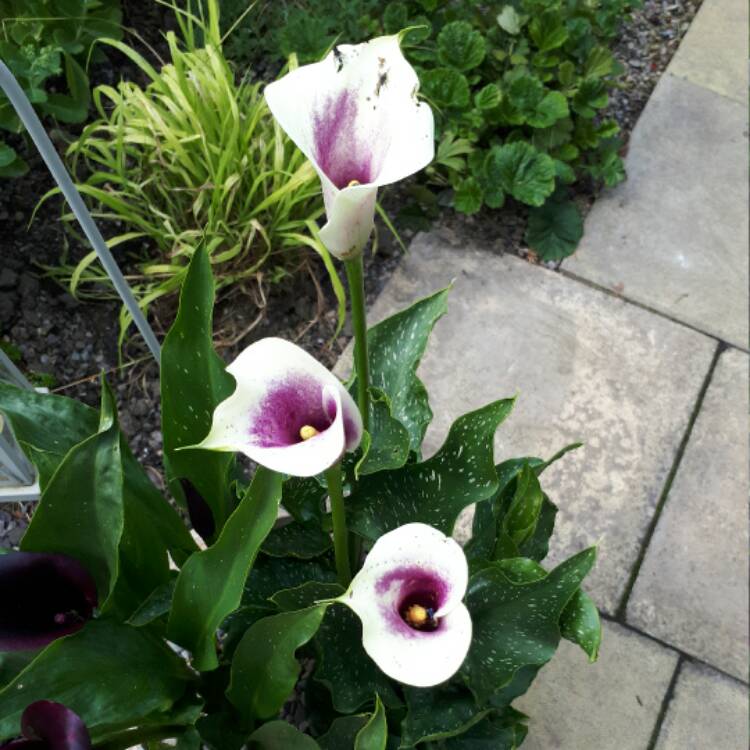 Plant image Zantedeschia elliottiana 'Picasso'