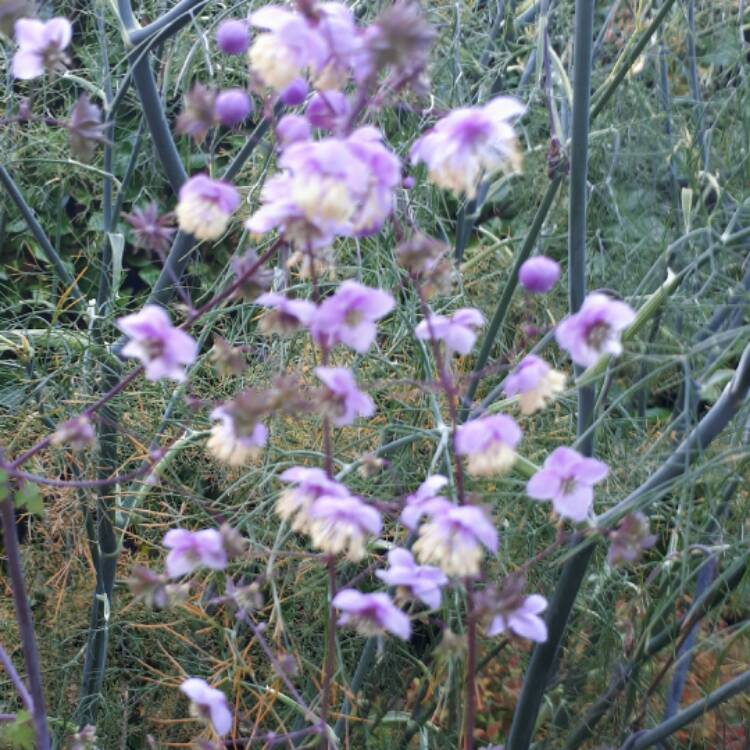 Plant image Thalictrum delavayi