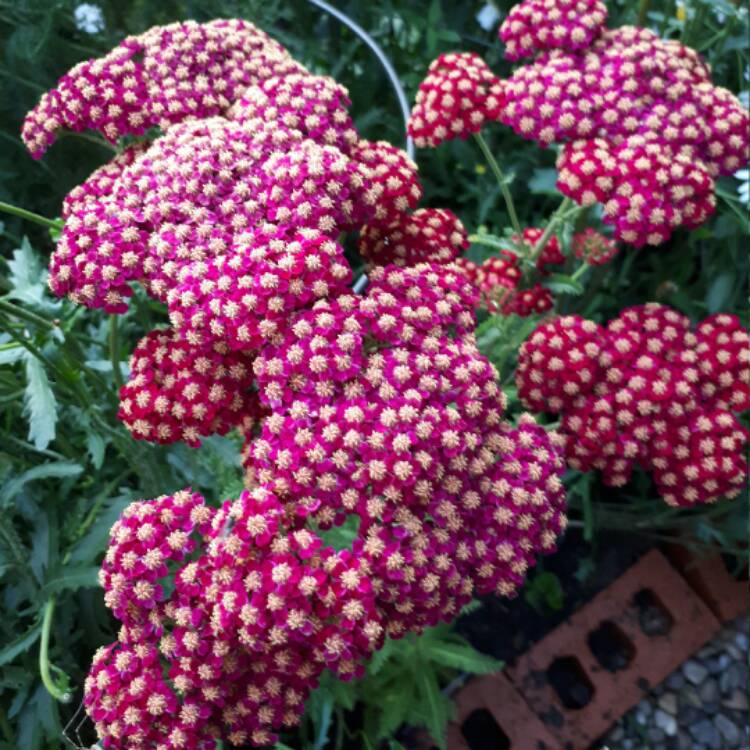 Plant image Achillea millefolium 'Red Velvet'